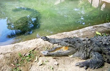 Crocs & Spices, Goa