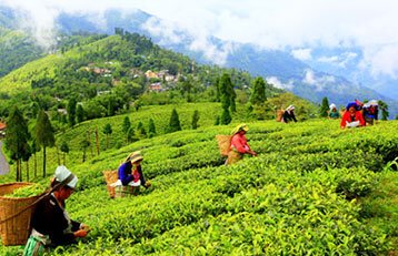 Himalayan Treasures - Sikkim