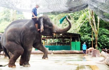 Elephant Sanctuary Tour